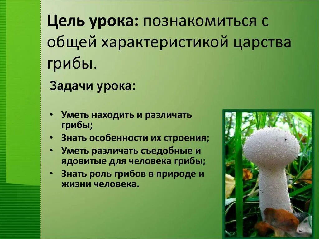 Особенности грибов в природе. Царство грибов биология. Биология тема грибы. Презентация по биологии царство грибов. Презентация о грибах 7 класс.