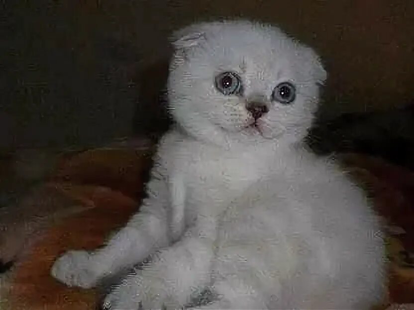 Авито кот вислоухий. Скоттиш фолд голубой. Шотландские котята в орле. Борсики. Авито омск шотландская.