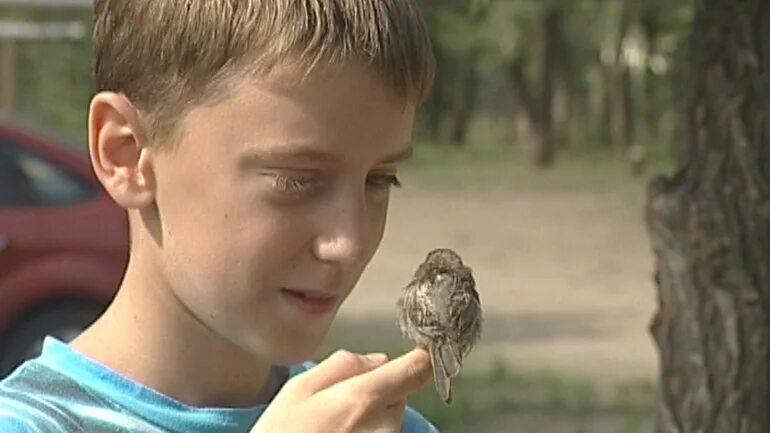 Мальчик и птица ютуб. Аниме птица. Мальчик и птица ютуб. Мальчик и птичка. Птицы для детей.