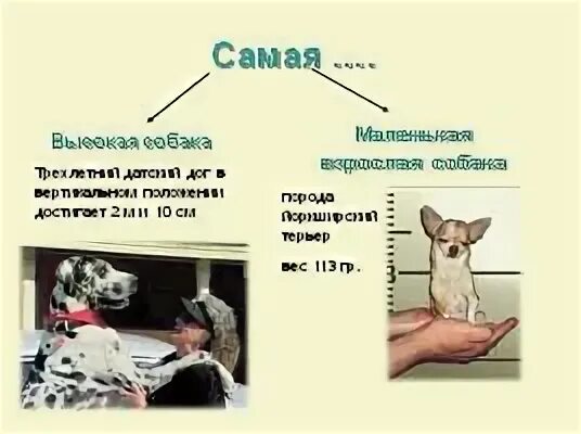 Согласно последних данных предками собак были не. Собака для презентации. презентация кобеля. собака высшее создание. теория происхождения собак презентация.