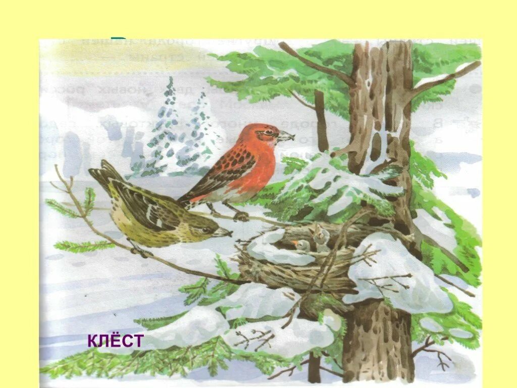 Н и сладков жизнь животных весной. Гнездо клеста зимой. Рисунок клеста зимой. Гнездо клеста зимой картина.