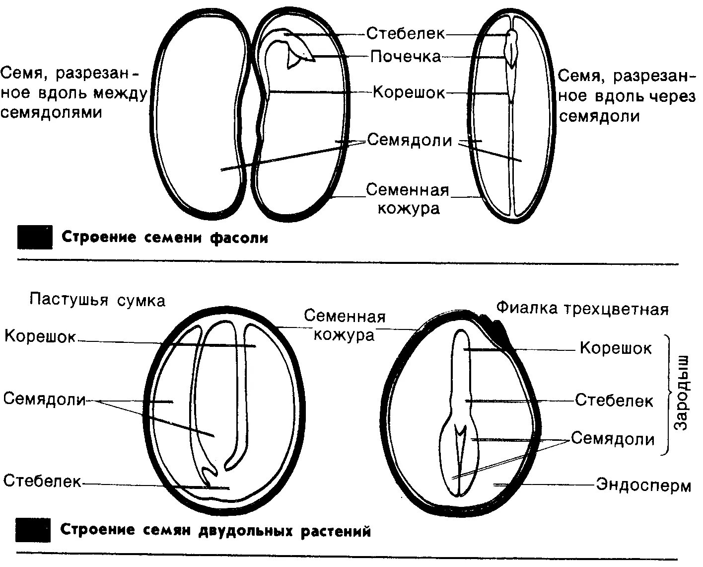 Внутреннее строение семени томата. Внутренне строение семени томата. Структуры семени томата. Яблок строение семени яблони. Строение семени двудольного растения.