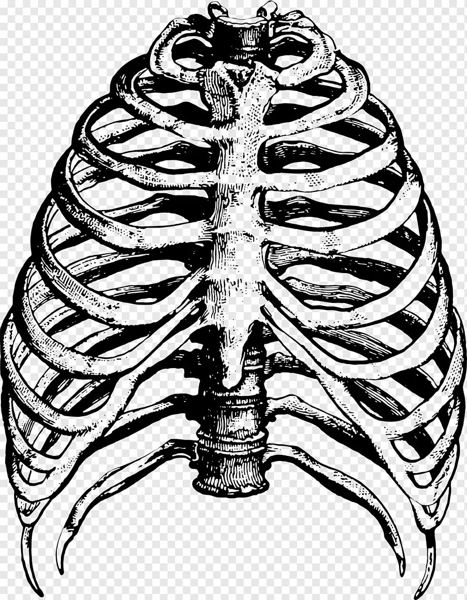 Сколько ребер у человека у женщин. Грудная клетка, рёбра, Грудина. Скелет грудной клетки ребра. Ребра и Грудина анатомия. Анатомия ребер грудной клетки.