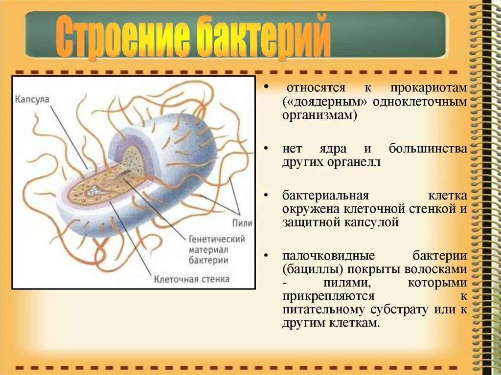 Бактерии одноклеточные прокариоты