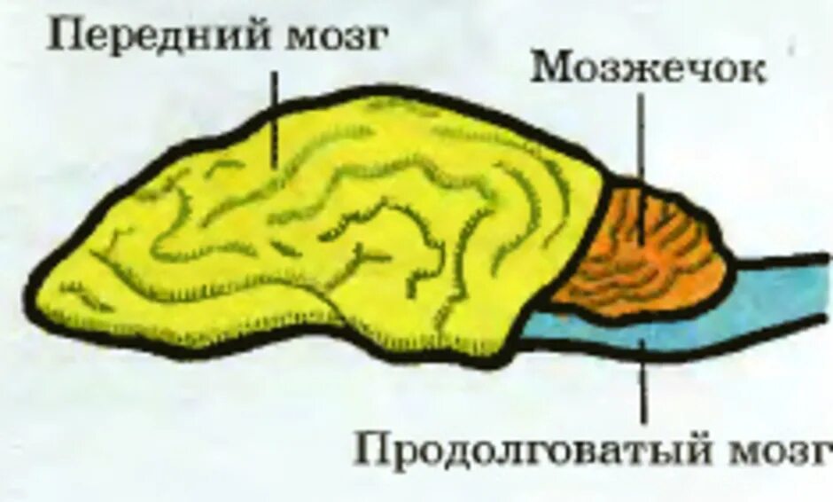 Какой отдел мозга млекопитающих имеет два полушария. Строение мозга млекопитающих. Отделы головного мозга млекопитающих. Мозг хищных млекопитающих. Отделы головного мозга собаки.