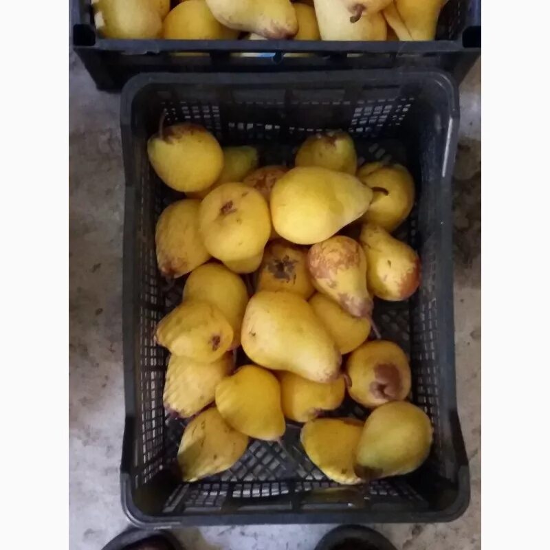Груша продается. Груша парижанка. Груша ноябрьская молдавии. Какие груши продают сейчас в магазине. Груша продается.