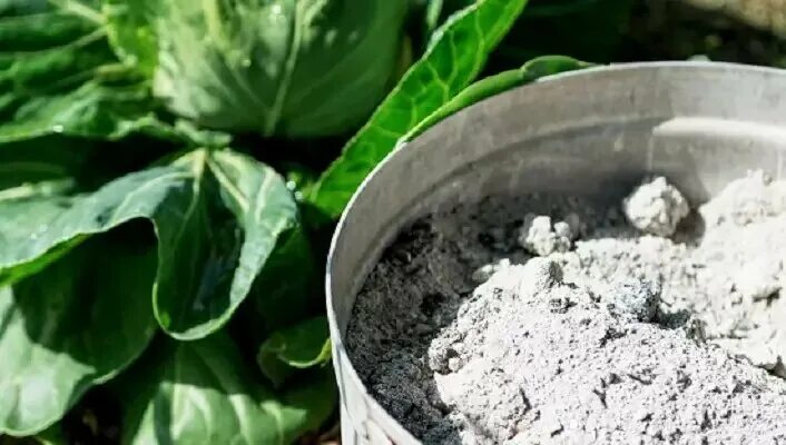 Как использовать золу в качестве удобрения