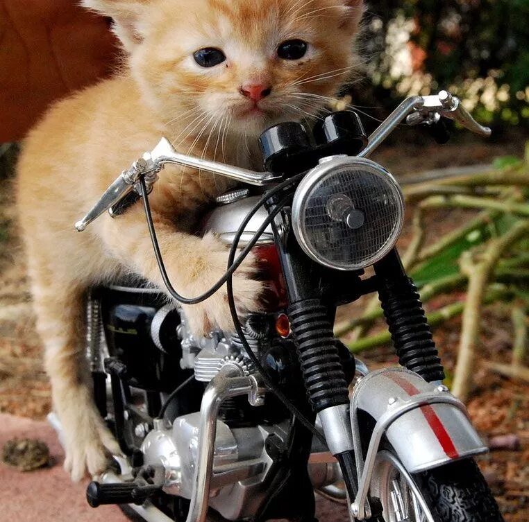 Коты ездят. Кот на мотоцикле. Котенок на мотоцикле. Котик мотик. Кот на байке.
