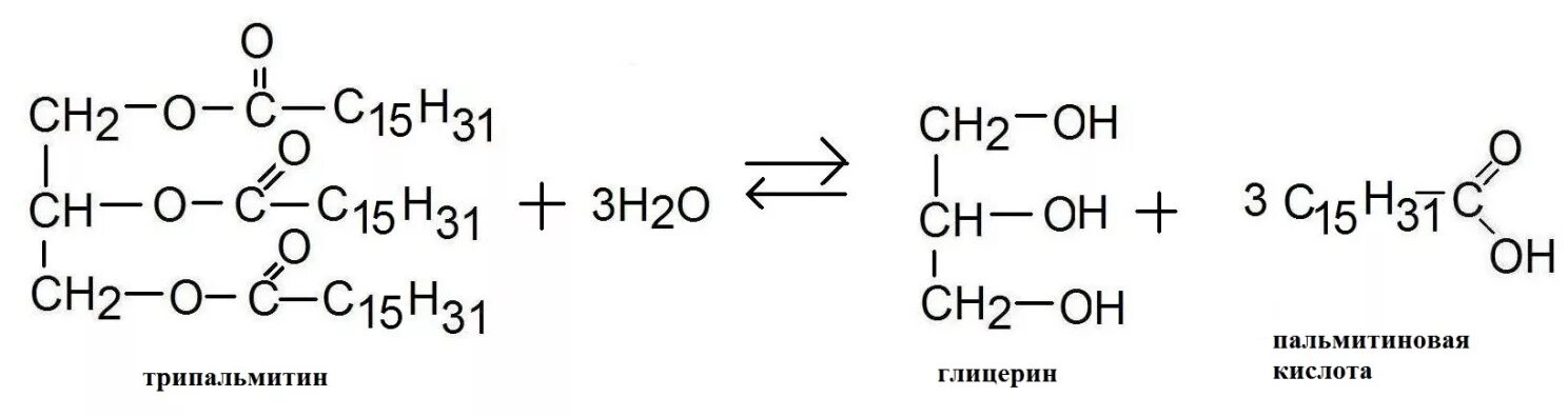 Гидролиз жиров водой. Глицерин и пальмитиновая кислота реакция. Глицерин плюс пальмитиновая кислота. Реакция образования трипальмитина. Трипальмитин реакция гидролиза.