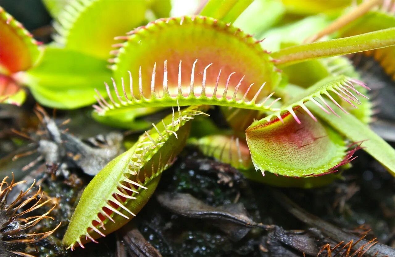 Некоторые растения хищники. Некоторые растения хищники. Росянка мадагаскарская. Венерина мухоловка. Непентес мадагаскарский.