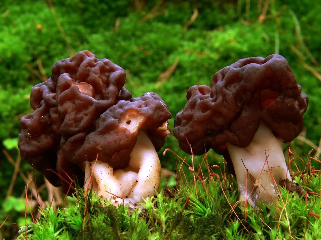 Гриб строчок и сморчок. Обыкновенный строчок (gyromitra esculenta). Гриб строчок обыкновенный съедобный. Гриб строчок и сморчок. Строчок и сморчок обыкновенный.