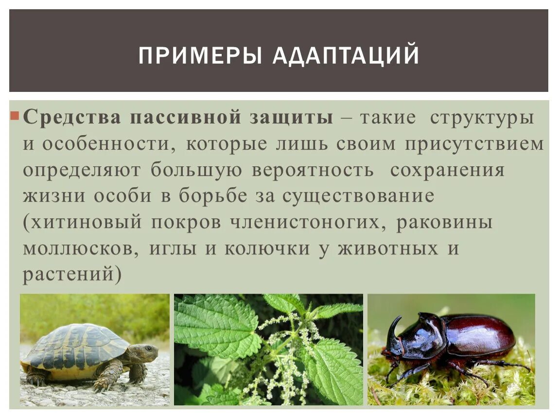 Формы живых организмов биология Shtampik.com