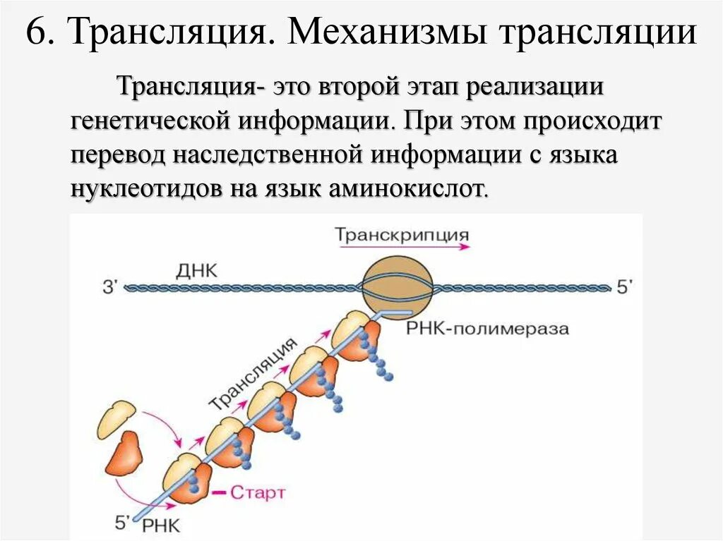 Второй этап трансляции. Механизм трансляции биология кратко. Механизмы трансляции генетической информации. Механизм и этапы трансляции. Механизмы инициации трансляции.