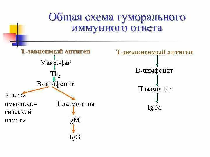 Т зависимые. Т зависимый гуморальный иммунный ответ характеризуется. Схема иммунного ответа гуморального типа на тимусзависимые антигены. Схема иммунного ответа гуморального типа. Т независимый гуморальный иммунный ответ.