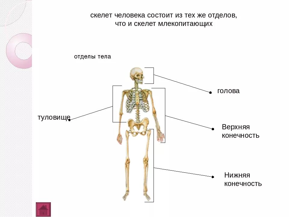 Туловищный отдел скелета. Скелет человека отделы скелета. Скелет человека его отделы и функции. Скелет человека состоит из отделов. Скелет человека делится на отделы.
