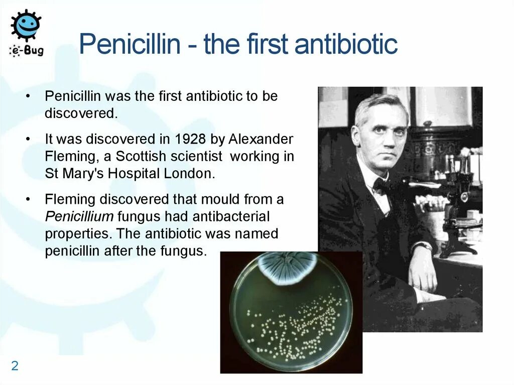 The first is a small. Alexander fleming. the discovery of penicillin.. who discovered penicillin. antibiotics history. александр флеминг пенициллин на английском.