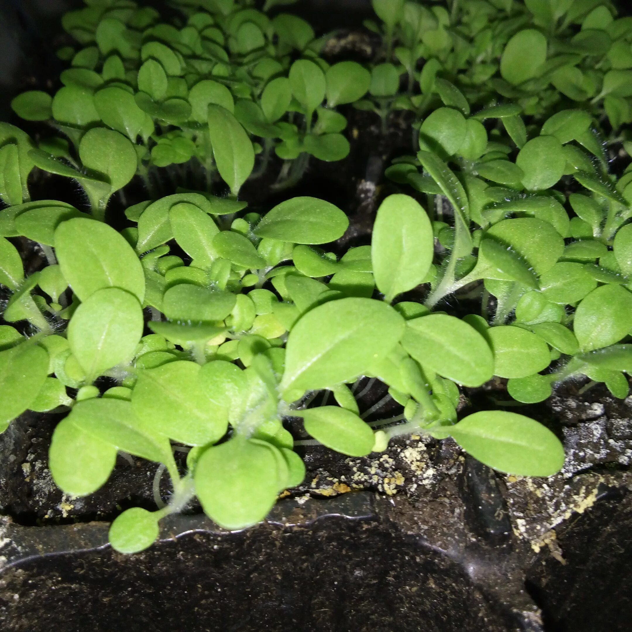 Рассада табака курительного ричфорд. Ростки табака. Выращивание рассады табака. Выращивание рассады табака. Табак курительный рассада.