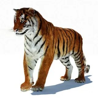 V tiger