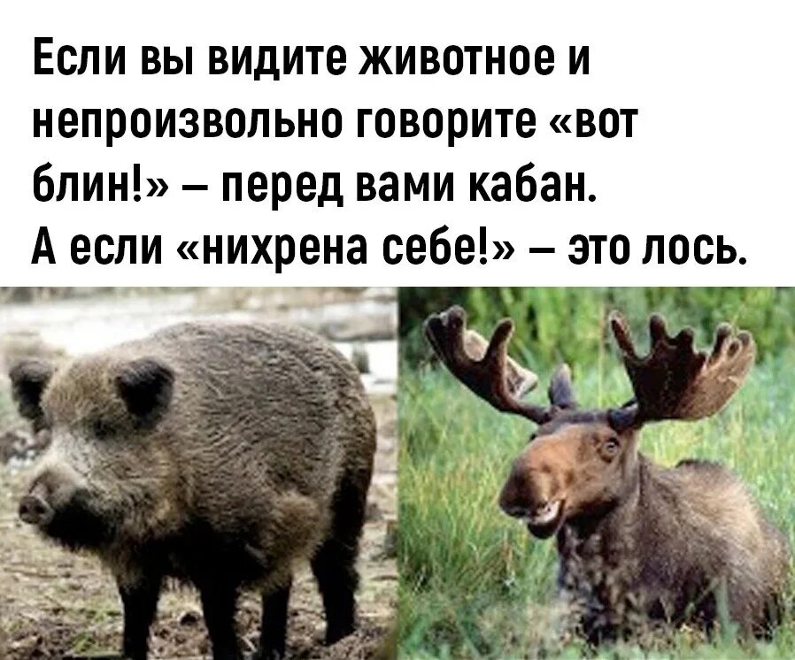 Какие отношения складываются между оленем и медведем