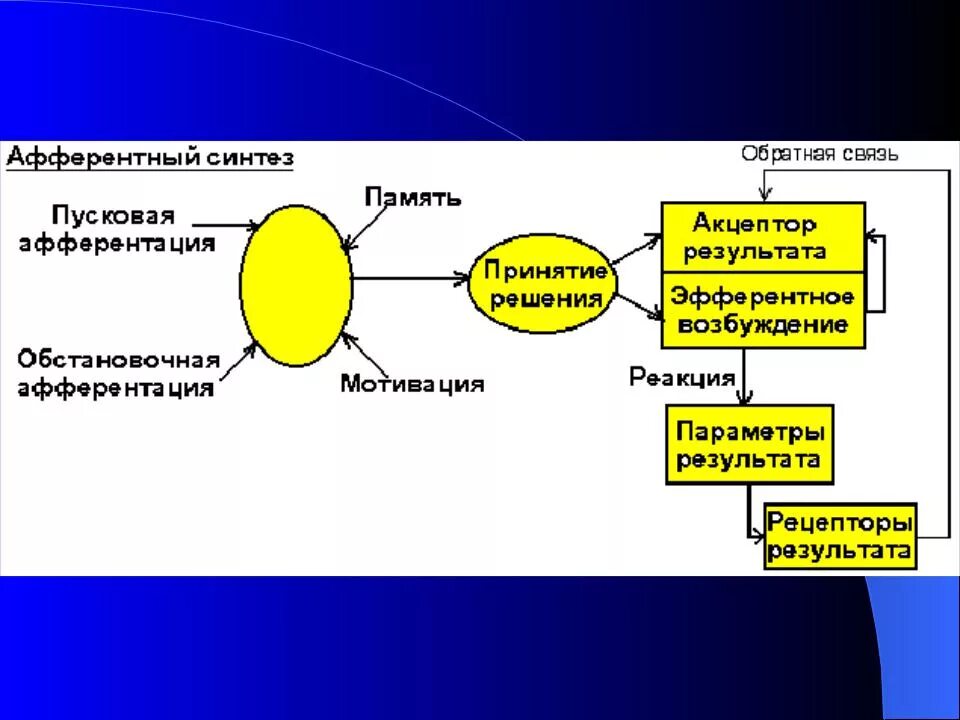 Функциональная система по Анохину. Функциональная система по Анохину по ВНД. Что такое функциональная система по п.к.Анохину. Общая организация функциональной системы по Анохину.