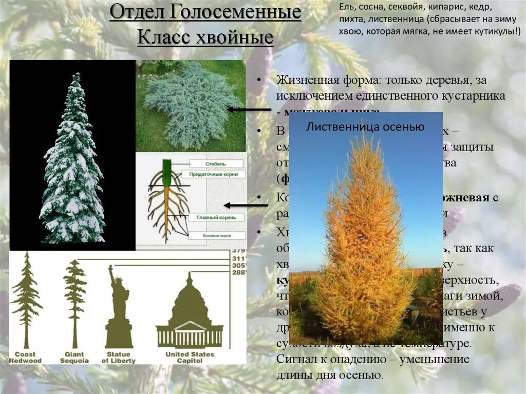 Жизненные формы отдела голосеменных. Жизненная форма сосны. Жизненные формы хвойных. Жизненные формы хвойных растений. Ель жизненная форма.