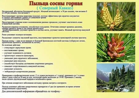 Сосновые шишки показания к применению