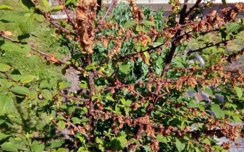 Виноград ударило морозом в мае