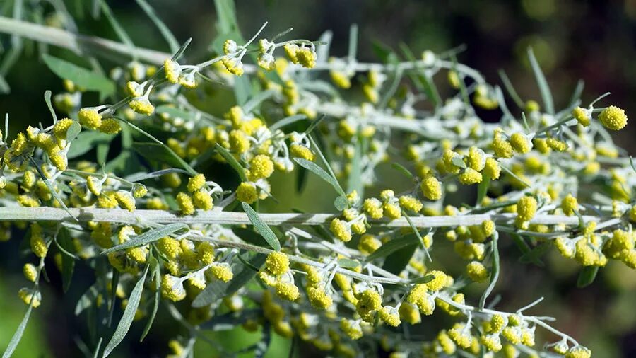Artemisia absinthium. емшан полынь. полынь absinthium. полынь горькая. полынь горькая слушать.