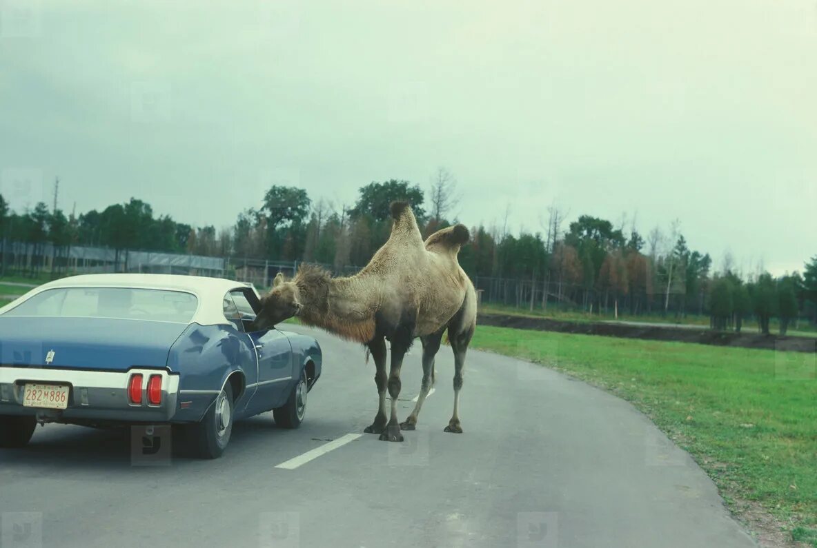 верблюд транспортное средство. автомобиль верблюд. верблюд в движении. автомобиль верблюд. верблюд запряженный в телегу.