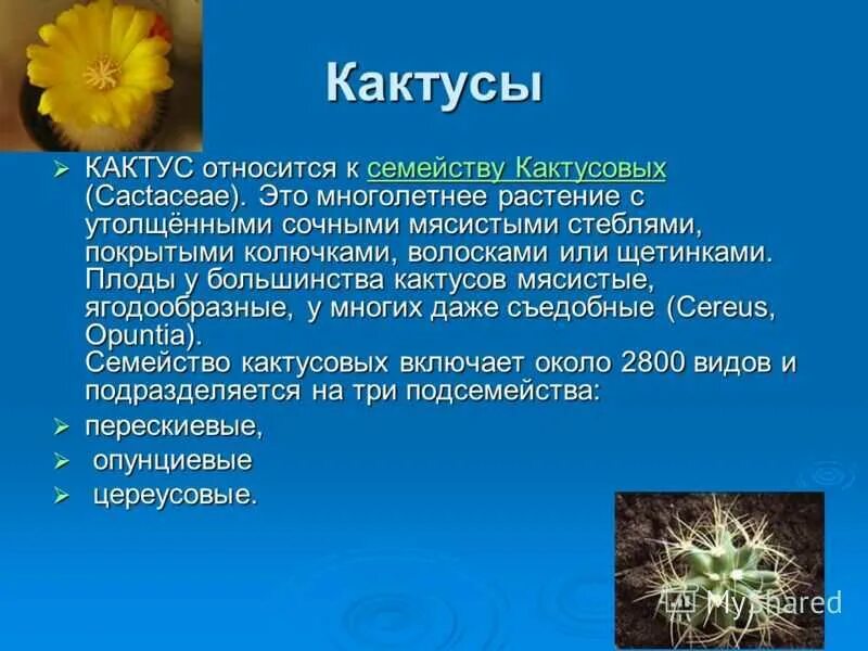 Текст описание кактуса 2 класс