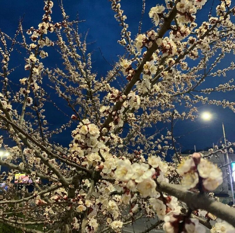 парк арбат москва. какая красота на улице. какая красота на улице. арбат москва летом. Garden community казань дома.