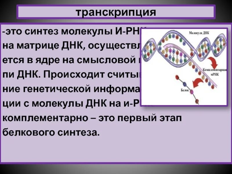 Транскрипция это Синтез. Транскрипция генетика. Синтез транскрибируемой ДНК. Синтез молекулы ДНК.