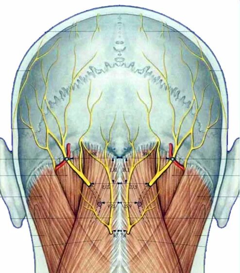 Малый затылочный нерв анатомия. Большой затылочный нерв анатомия. Анатомия человека затылочный нерв.