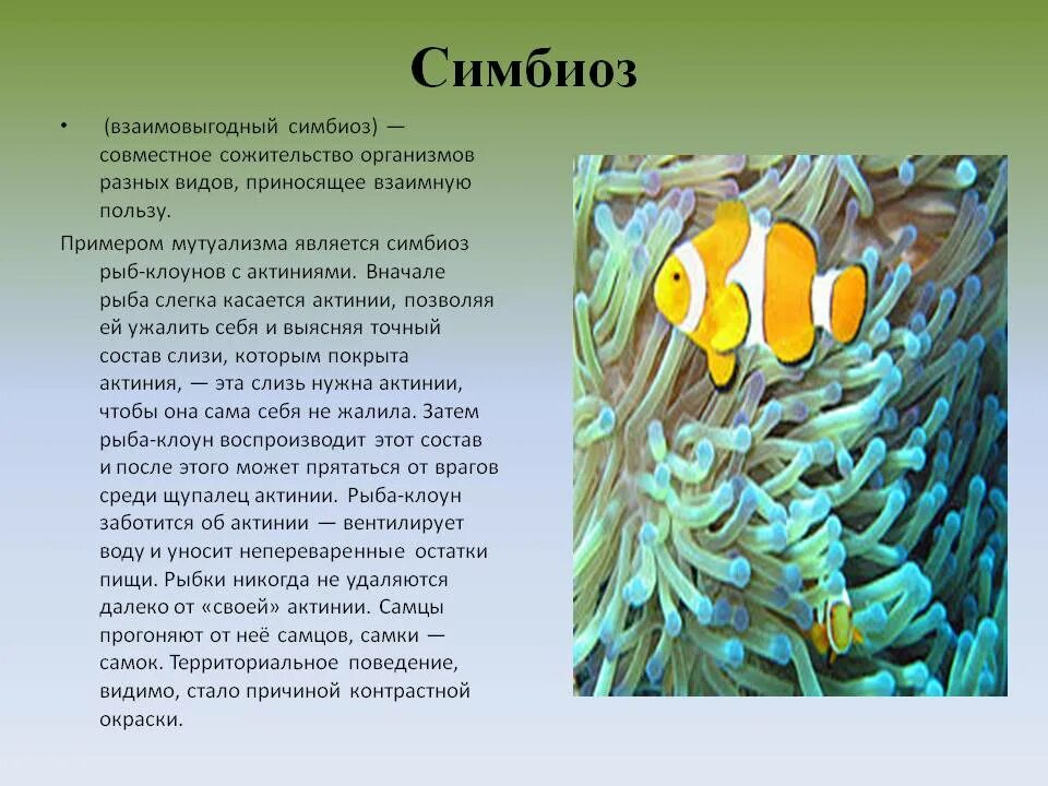 Симбиоз. Примеры симбиоза в природе. Примеры эпибиозаи в природе. Симбиотические взаимоотношения это в биологии.