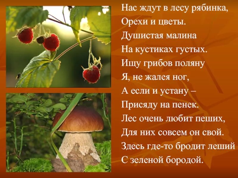 Текст прогулка по майскому лесу дарит много