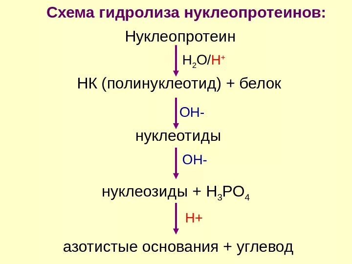 2 при гидролизе белка образуются. Схема гидролиза нуклеопротеинов. Схема кислотного гидролиза нуклеопротеинов. Нуклеопротеины. Схема гидролиза нуклеопротеинов. Распад нуклеопротеинов схема гидролиза.