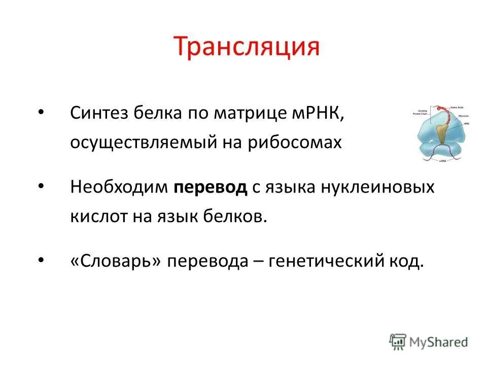 Трансляция процесс синтеза белка. Синтез белка трансляция элонгация\. Инициация трансляции. Трансляция белка инициация элонгация терминация. Трансляция тем.