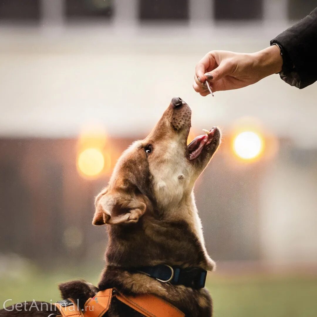 послушная собака. домашние животные и человек. собачья жизнь 2 бейли. собаки манеры. шиба за столом.