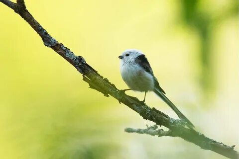 Птенцы длиннохвостой синицы фото
