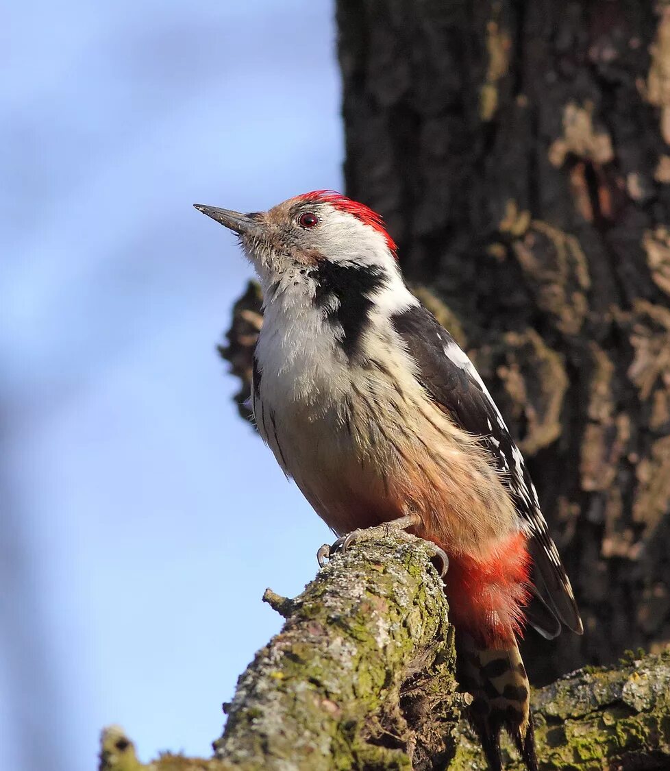 Дятел шапочка. Шапочка "дятел". Дятел красношапочник. Дятел долбонос. Дятел хохлатая желна.