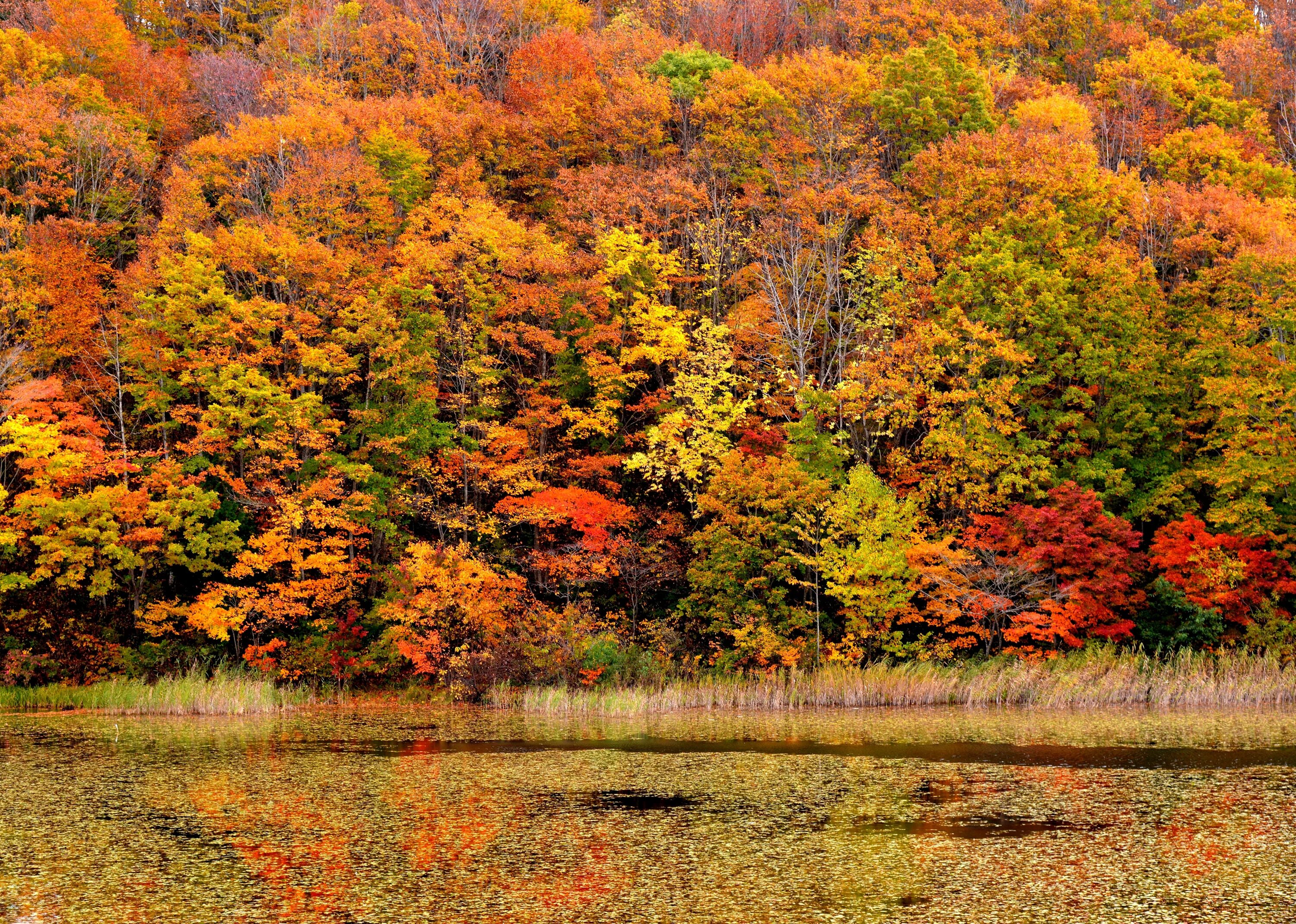 Natural fall. Осенний лес золотой багряный. Лес лиловый золотой багряный. Природа осень. Лес осенью.