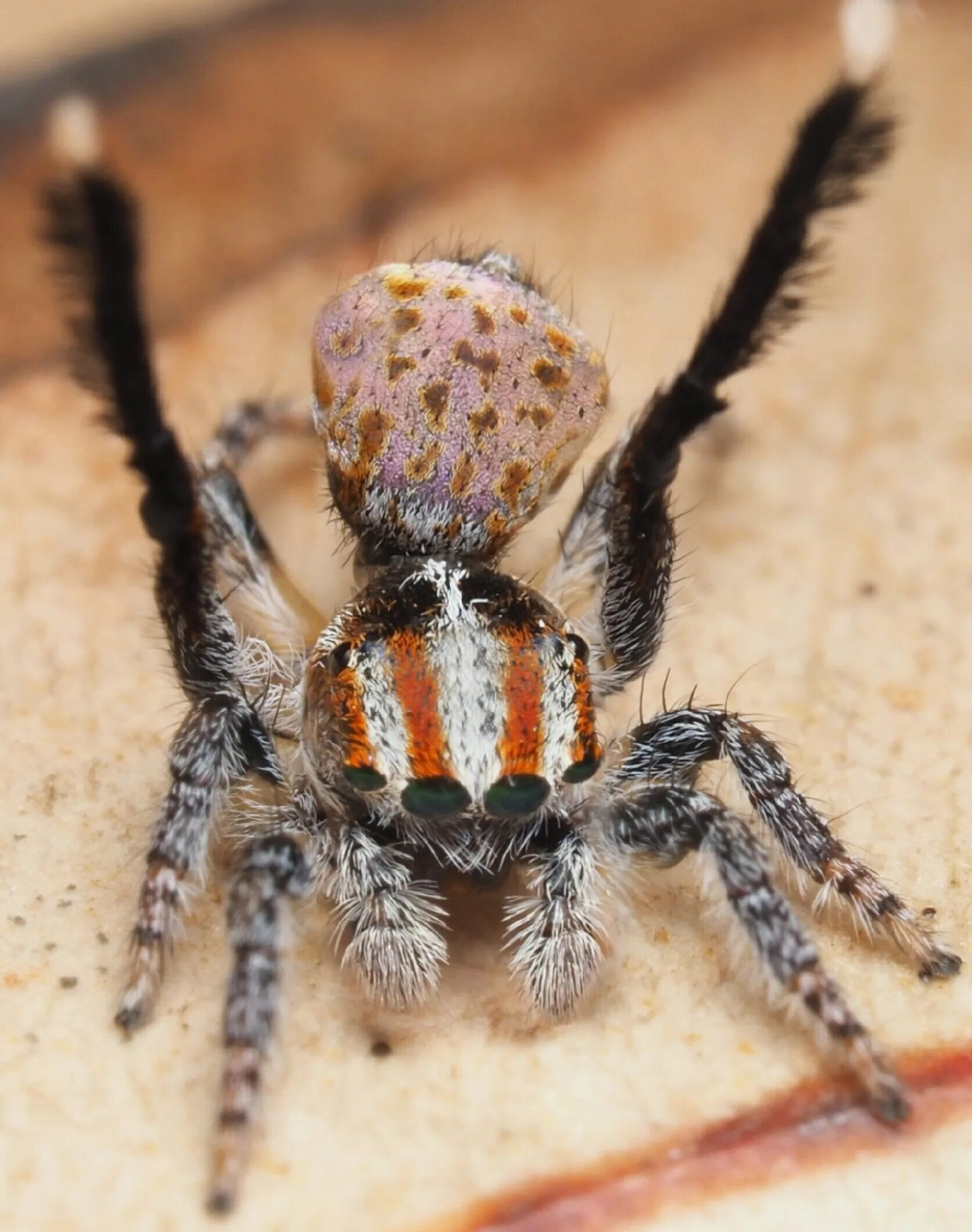 Все пауки. Паук Maratus speciosus. Гималайский паук-скакун. Муравьиный паук скакун. Королевский паук скакунчик.