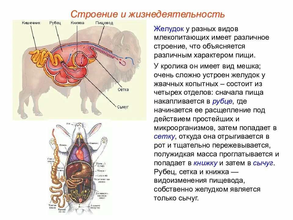 Внутреннее строение млекопитающих кратко. Строение желудка жвачных. Строение млекопитающих. Внутреннее строение млекопитающих. Желудок жвачных млекопитающих.