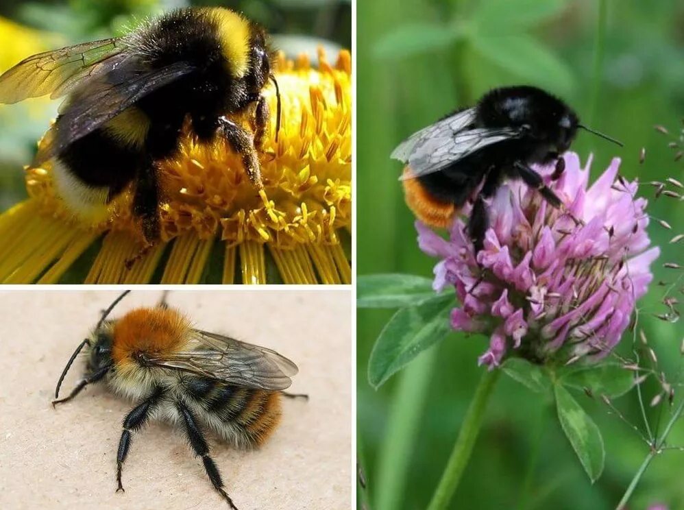 Шмель шренка – bombus schrencki. Шмель моховой. Степной шмель bombus fragrans. Шмель в полете. Жало шмеля.