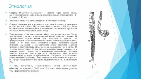 Продолжительность жизни острицы