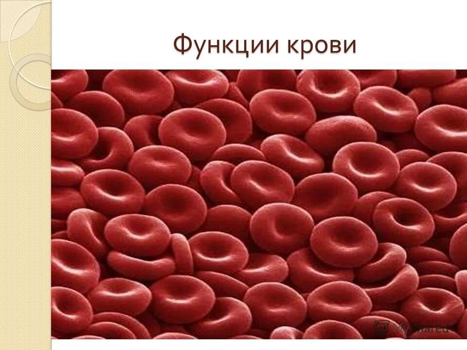 Укажи функции крови человека. Функции крови. Функции крови в организме человека. Кровь функции крови. Основные функции крови.