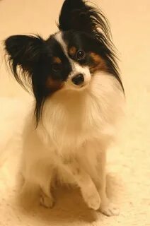 Papillon владикавказ