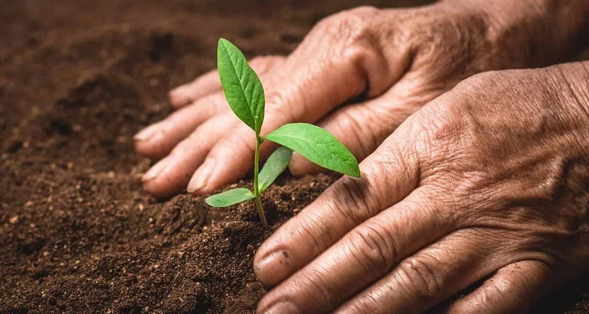 Экологически чистые удобрения. Одобрения растений. Agriculture Plants hand. Hand Seed Plant.