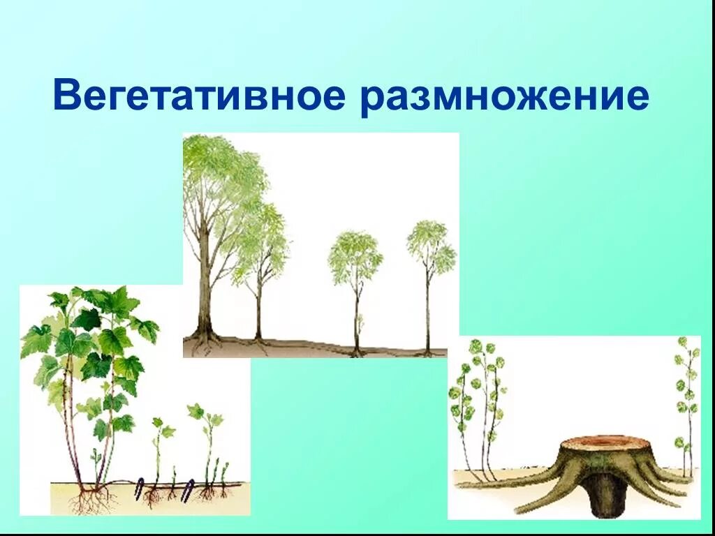 Какое значение имеет вегетативное размножение в природе. Вегетативное размножение в природе. Вегетативное размножение растений в природе. Значение вегетативного размножения растений. Значение вегетативного размножения.