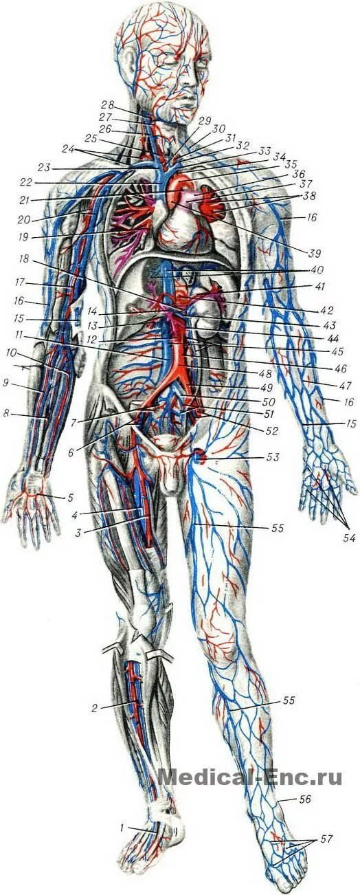 Венозная система анатомия. Венозная кровеносная система человека. Вена анатомия строение. Самая большая вена у человека где находится